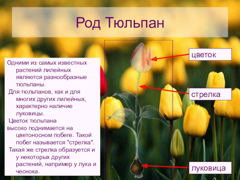 Тюльпан текс. Однодольные растения тюльпан. Однодольные растения тюльпан описание. Характеристика тюльпана. Доклад про тюльпан.