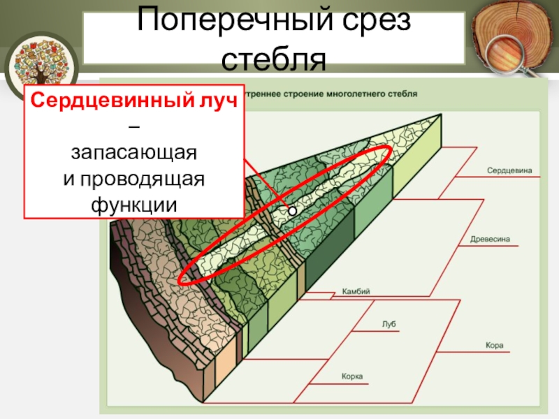 Срез техническая механика презентация