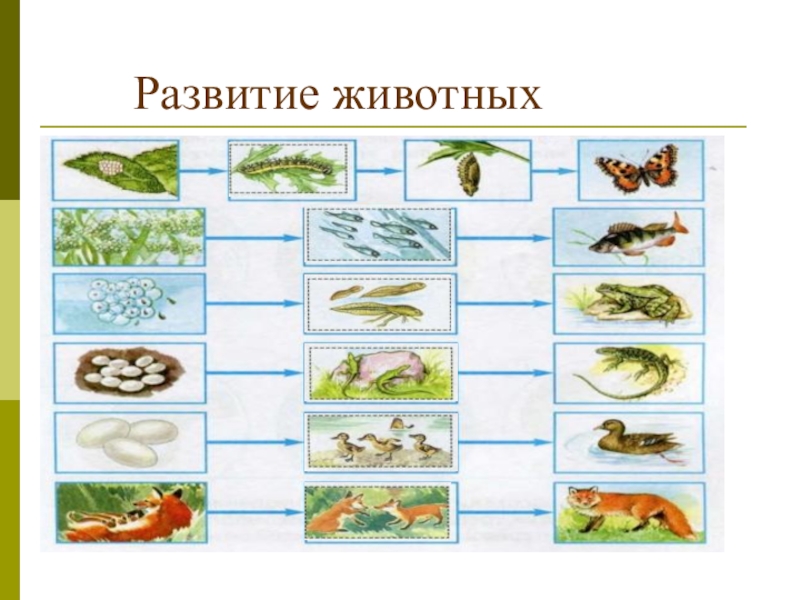 Заполни пропуски в схемах развития животных записывая нужные понятия словами