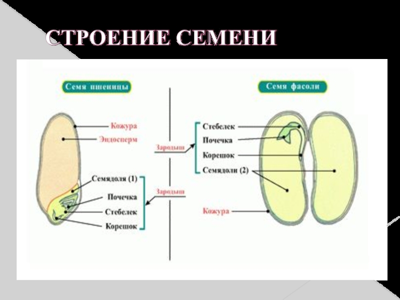 Презентация на тему строение семян 6 класс биология