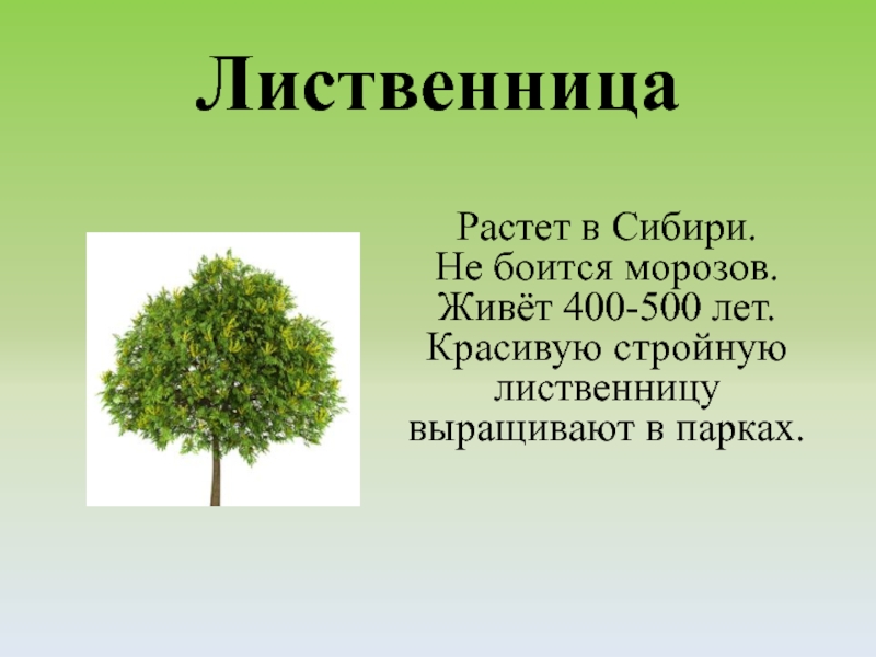 ЛиственницаРастет в Сибири. Не боится морозов. Живёт 400-500 лет. Красивую стройную лиственницу выращивают в парках.