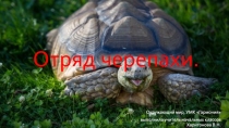 Презентация по окружающему миру Черепахи
