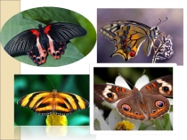 Презентация по теме Развитие животных на примере насекомых