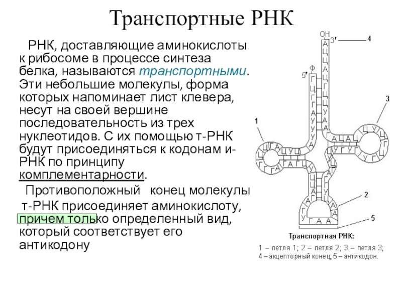 Состав трнк нуклеотида. Вариабельная петля ТРНК. Транспортная РНК. ТРНК. Структура ТРНК.