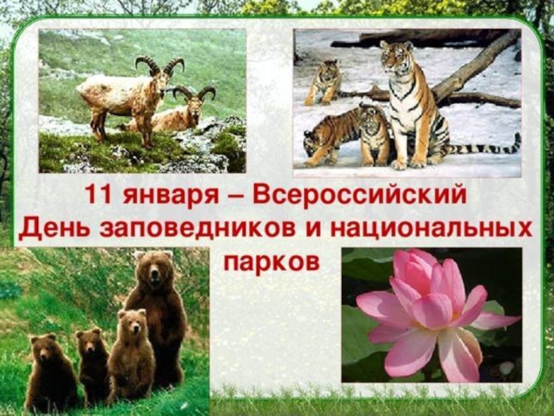 Презентация Всероссийский день заповедников и национальных парков