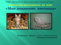 Презентация проектной деятельности Мои домашние животные