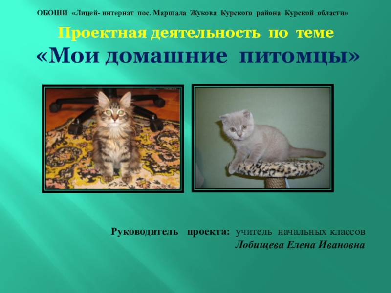 Презентация проектной деятельности Мои домашние животные