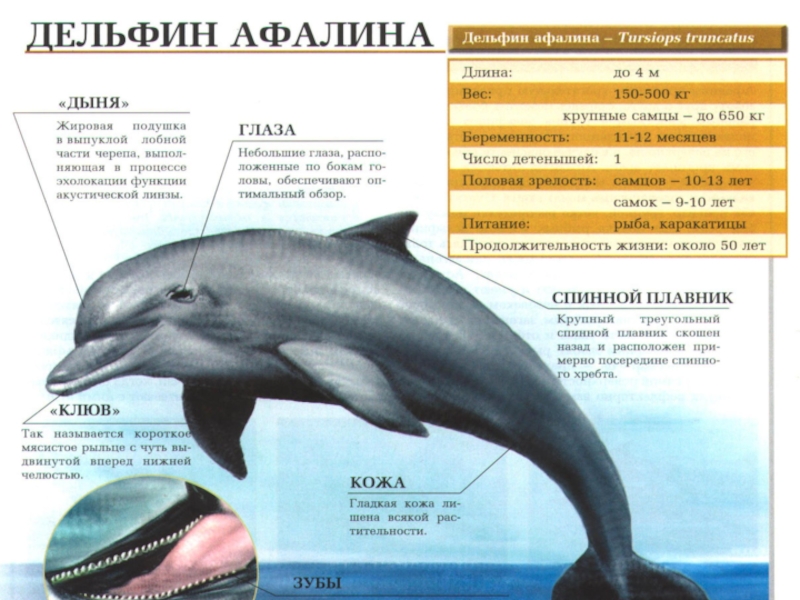 Строение дельфина в картинках