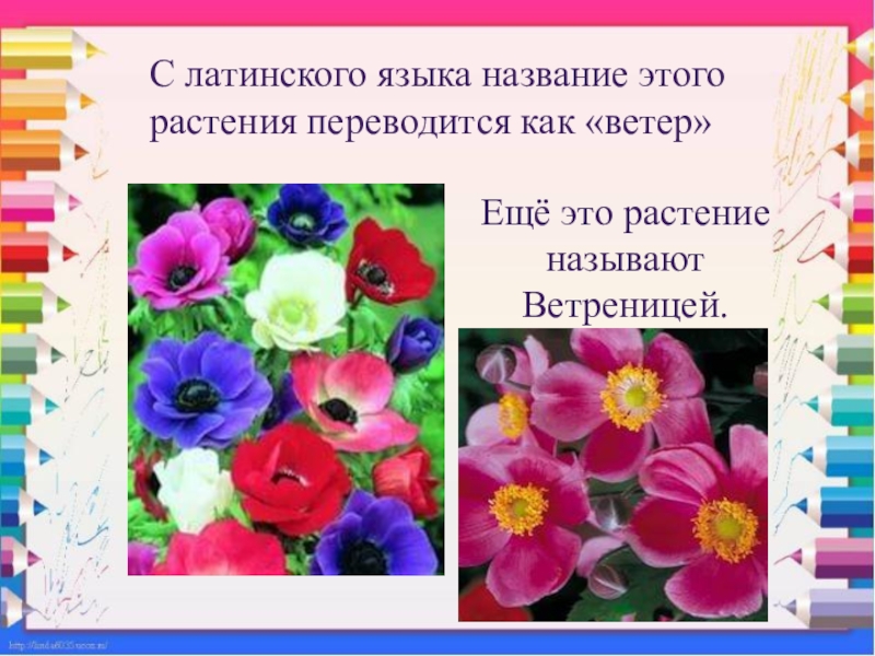 Страна цветов как называется. Собирание цветов как называется. Как зовут цветов. Латинское название этого растения переводится как здоровье. Какие цветы называют музыкальные.