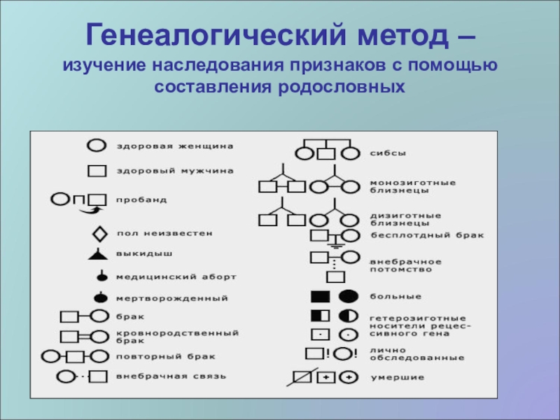 Презентация генеалогический метод исследования