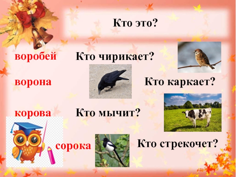 Ворона что делает каркает. Кто каркает. Кто стрекочет. Кто чирикает. Ворона каркает а сорока а Воробей.