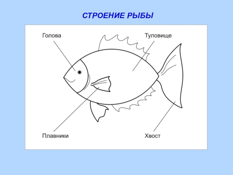 Зарисуйте схему внешнего строения рыбы подпишите основные части животного