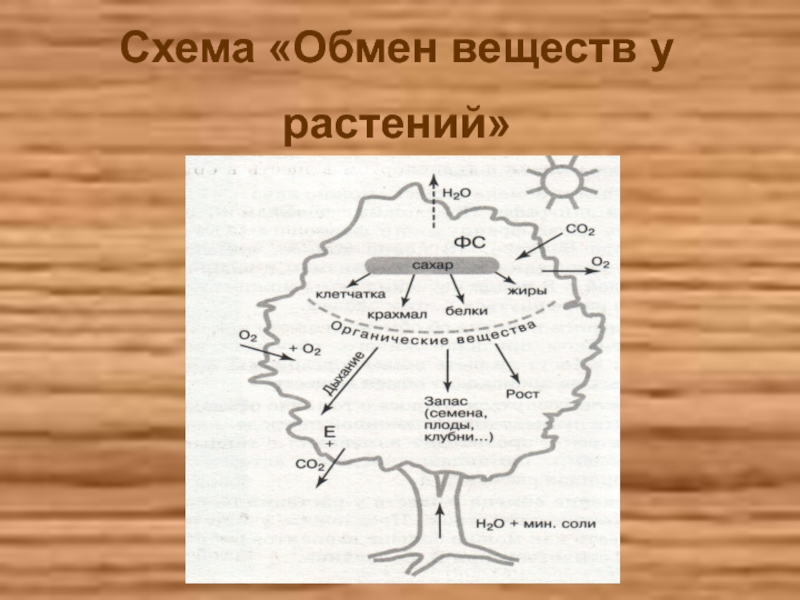 Урок 6 класс обмен веществ у растений