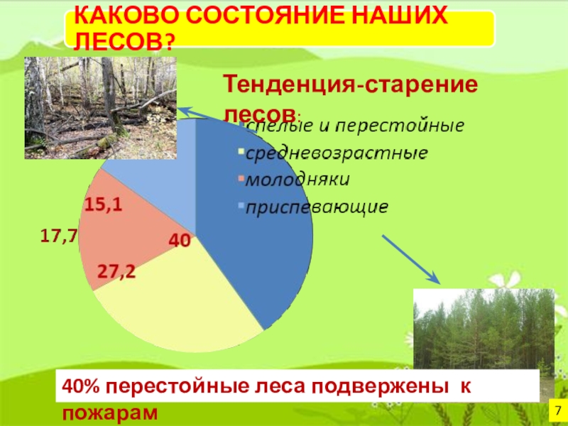 Тенденция-старение лесов:40% перестойные леса подвержены к пожарам 7