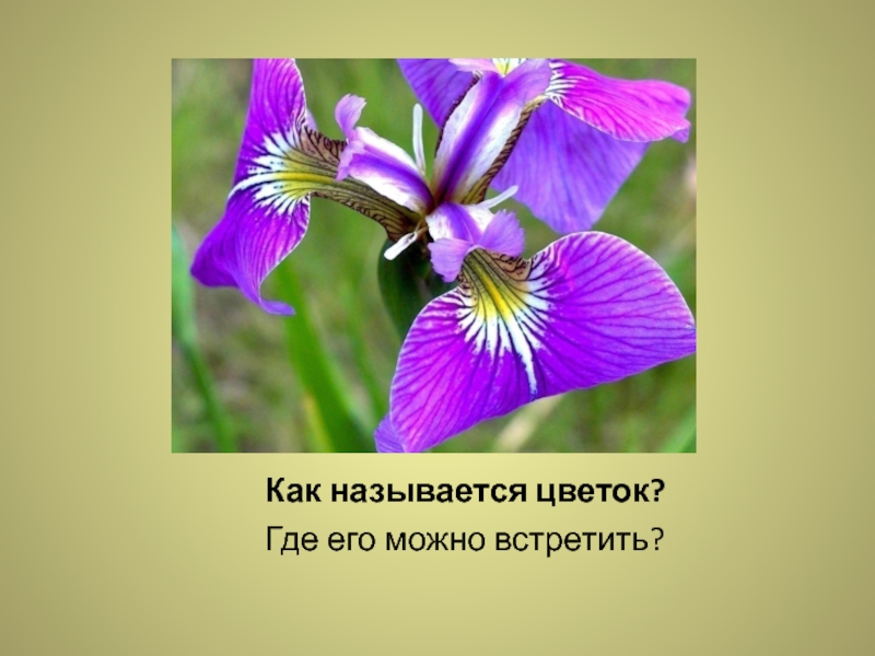 Где название цветка. Называется этот цветок. Как называется мой цветок. Какие цветы мы называем неизвестными. Какие цветы называют куколками.