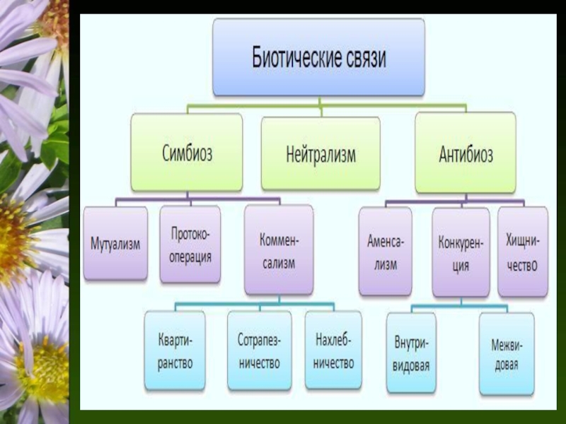 Презентация взаимоотношения между организмами 9 класс