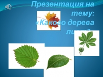 Презентация для дошкольников С какого дерева лист