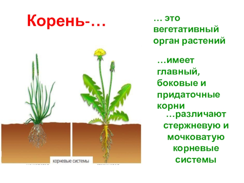 Строение вегетативного корня. Вегетативные корни растений. Корневище вегетативный орган. Корень это осевой вегетативный орган