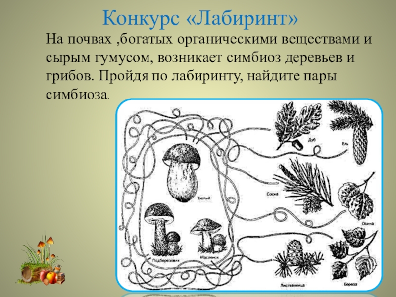 Грибы 5 класс. Лабиринт симбиоз. Гриб проходит Лабиринт. Лабиринт по теме грибы биология. Лабиринт по биологии 5 класс.