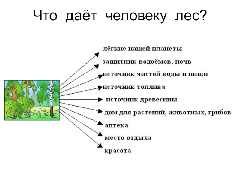 Лес и человек 4 класс тест