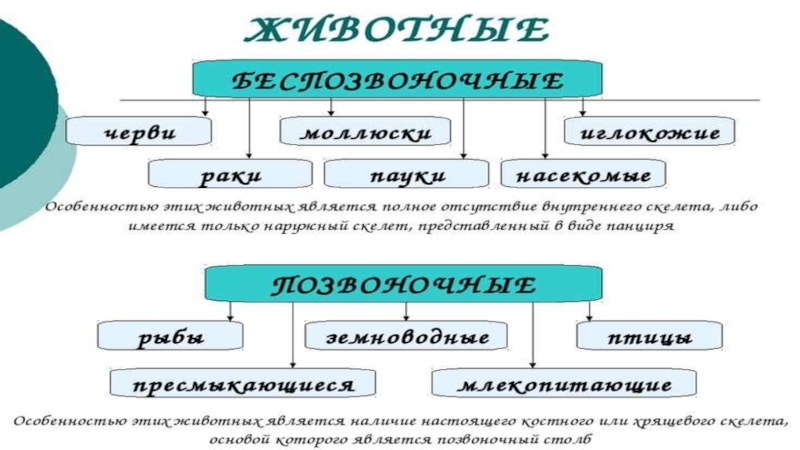 Индивидуальное развитие животных 6 класс презентация