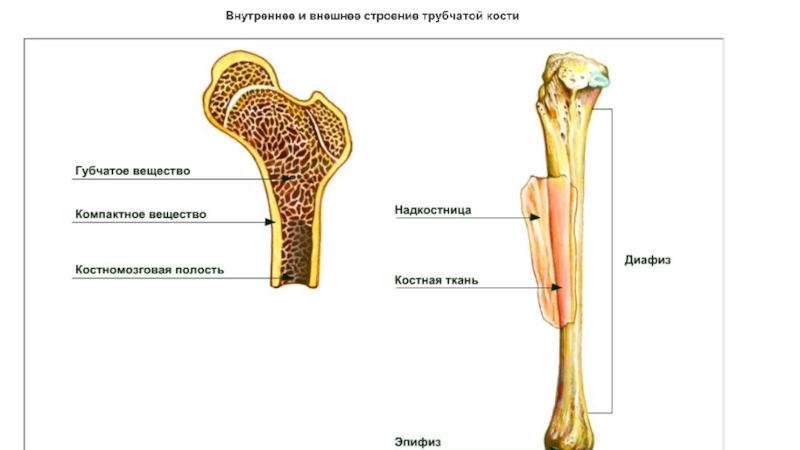 Рисунок строения костя. Трубчатая кость внешнее строение. Строение трубчатой кости биология. Внешнее строение трубчатой кости. Внутренне строение трубчатой кости.