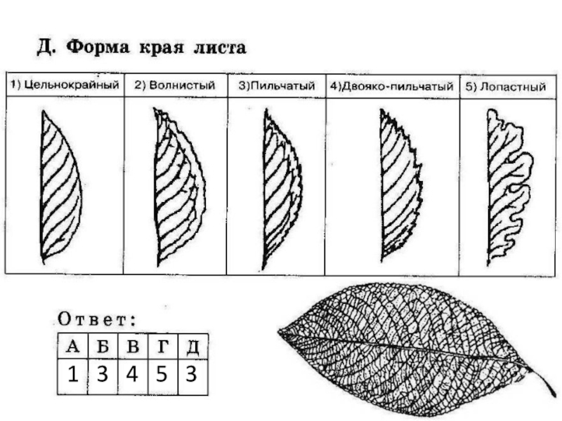 Форма края. Формы листовых пластинок ОГЭ. Двояко-пильчатая форма листа. Формы края листовой пластинки двоякопильчатый. Форма края листа двоякопильчатый.