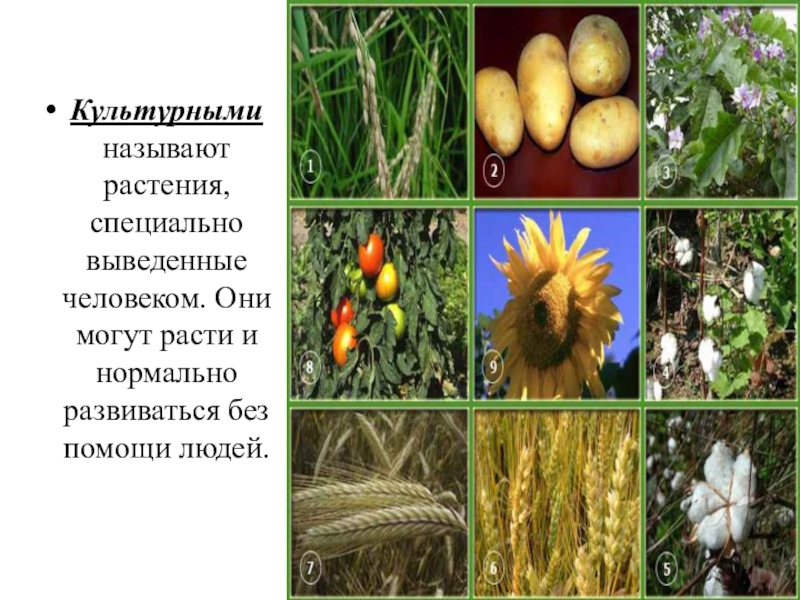 Презентация по биологии на тему культурные растения 6 класс по биологии