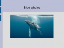 Презентация по английскому языку на тему Blue whales (9 класс)