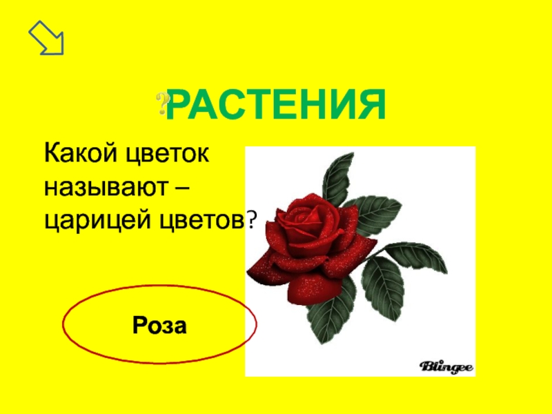 Какой цветок называют. Какой цветок называют царицей цветов. Почему розу называют царицей цветов. Какие цветы называют музыкальные. Королевой цветов называют.