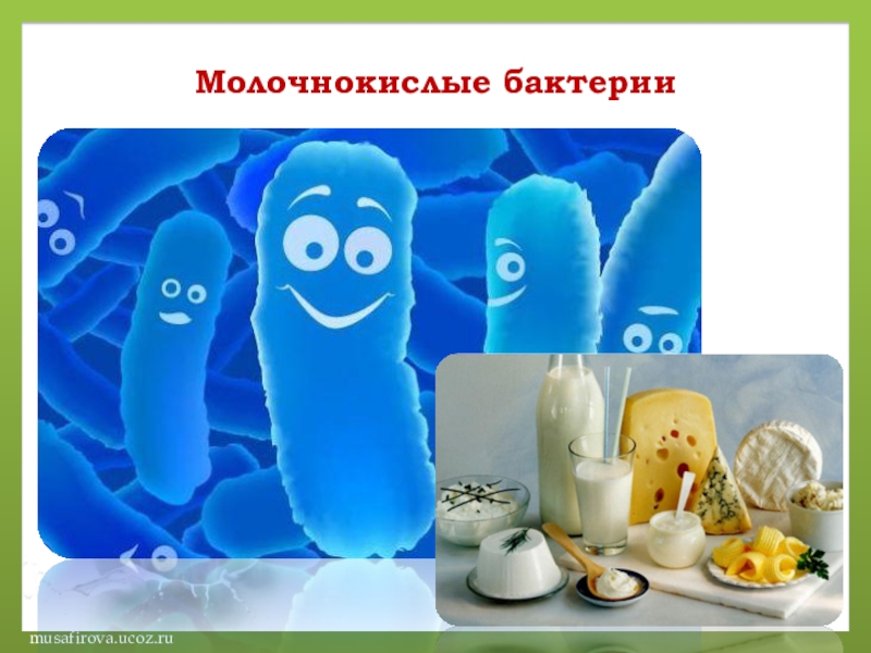 Молочнокислые бактерии