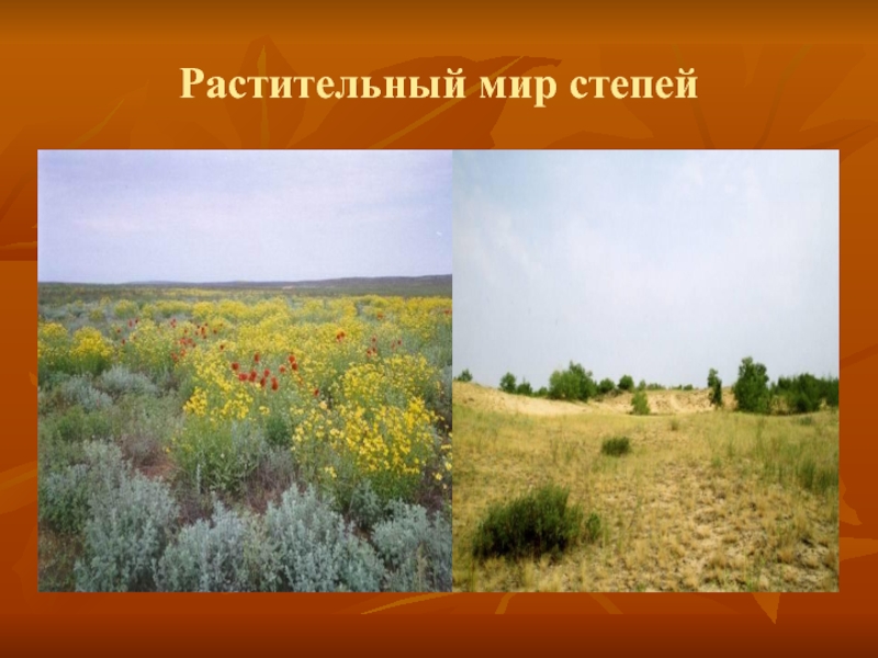 Распространены в степной зоне. Растения зоны степей. Растительный мир Степной зоны. Степь природная зона. Растительный мир степи в России.