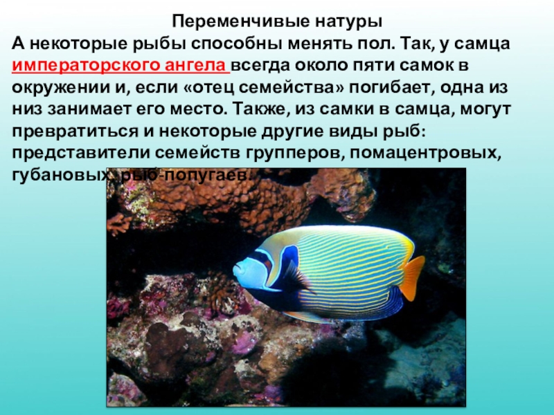 Рыба меняет пол на противоположный. Рыбы которые умеют менять пол. Рыбы могут менять пол. Рыба которая меняет пол. Рыба способная менять пол.