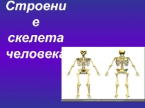 Презентация по биологии на тему Скелет человека (8 класс)