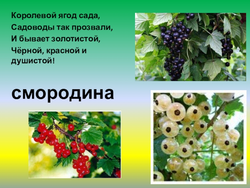 Сад доклад. Растения сада презентация. Смородина это культурное растение. Что такое сад окружающий мир. Растения сада 2 класс.