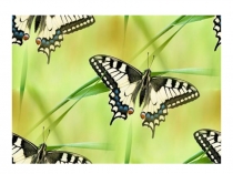 Презентация к уроку в 10 классе по биологии Вирусы. Бактериофаги.