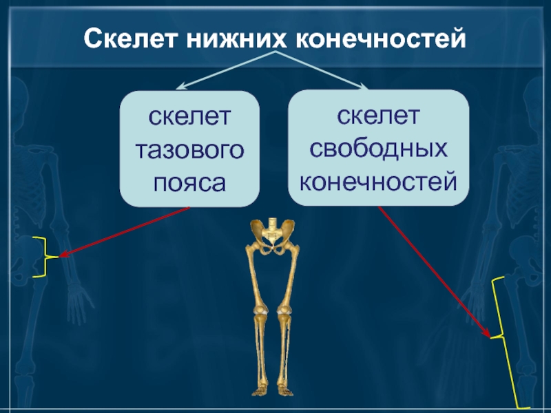 7 скелет конечностей. Скелет нижних конечностей. Скелелет нижней конечности. Скелет пояса нижних конечностей. Скелет тазового пояса и нижних конечностей.
