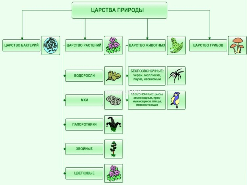 Царства природы 2 класс окружающий мир школа 21 века презентация