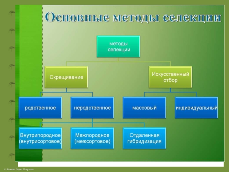 Методы селекции презентация биология 9 класс - 98 фото