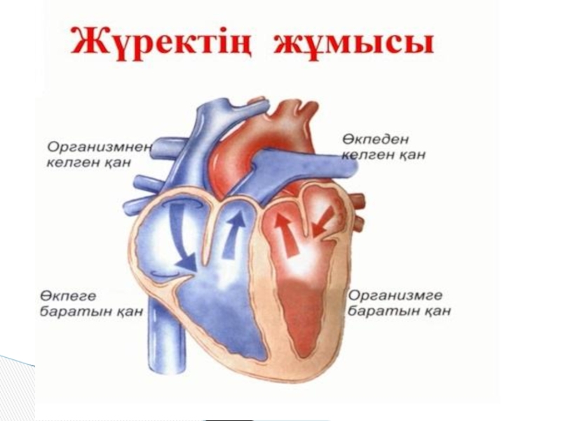 Жүрек физиологиясы презентация