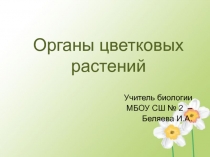 Презентация к уроку Органы цветковых растений