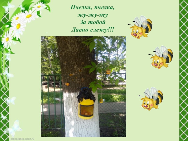 Пчелка жужужу садик в школу не хожу. Пчёлка жу-жу-жу детская песенка. Участок в детском саду в стили Пчёлки. Пчелка Жужужу садик школу не хожу. Пчелка жу жу.
