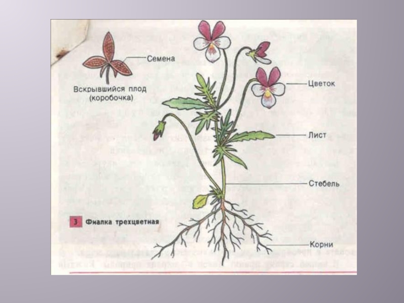 Рисунок внешнее строение растения. Схема строения цветкового растения. Строение цветкового растения 6 класс биология. Цветковое растение и его органы. Внешнее строение гинкового растения.