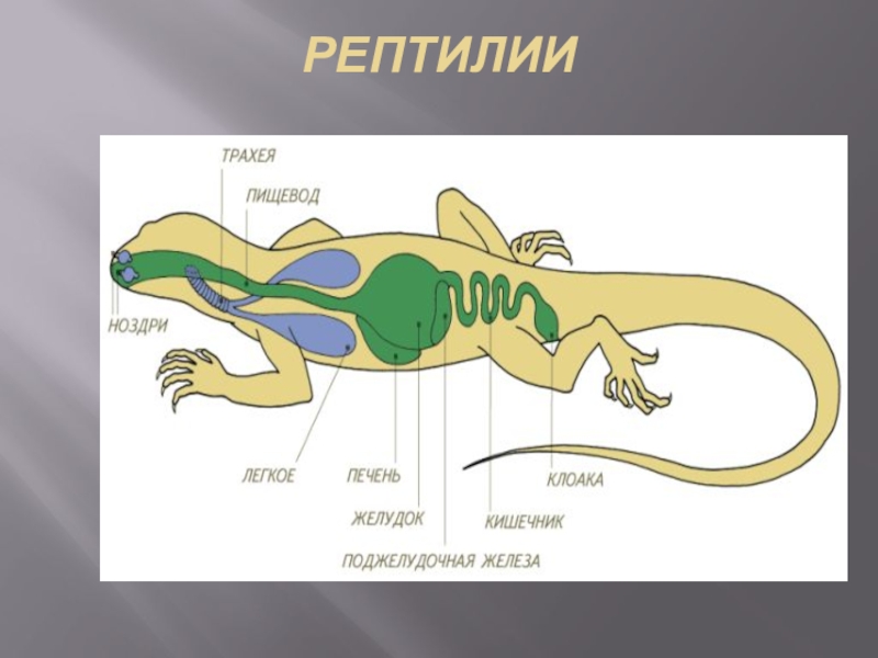Сравните дыхательную систему рептилии и амфибии. Строение нервной системы ящерицы. Внутреннее строение пресмыкающихся пищеварительная система. Схема строения нервной системы пресмыкающихся. Нервная система рептилий схема.