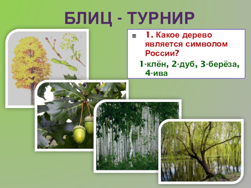 Также дерево является. Дерево символ России. Дерево симвовол России. Какое дерево символ России. Какое дерево является символом России.