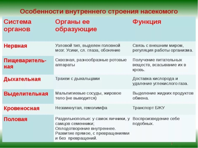 План характеристики насекомых