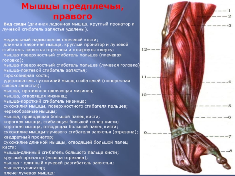 Правое предплечье