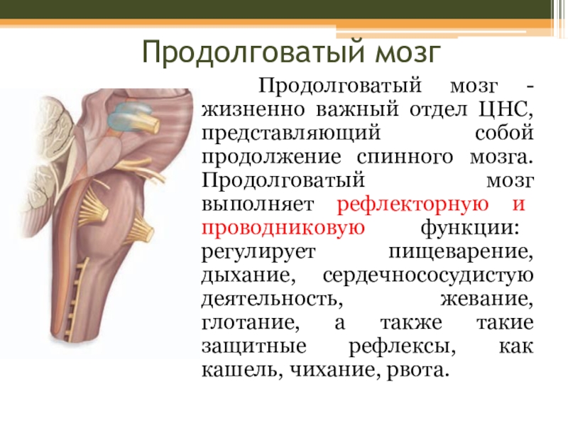 Продолговатый мозг презентация анатомия