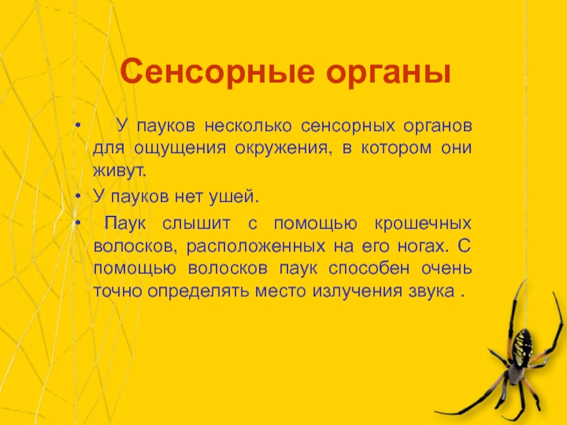 Паукообразные органы чувств. Органы чувств паукообразных. Строение органов чувств паукообразных. Сенсорные органы пауков. Органы чувств паука.