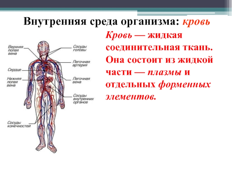 Внутренняя среда человека. Кровь расположение в организме. Образование крови в организме. 3 Вида крови в организме человека. Жидкие среды организма человека.